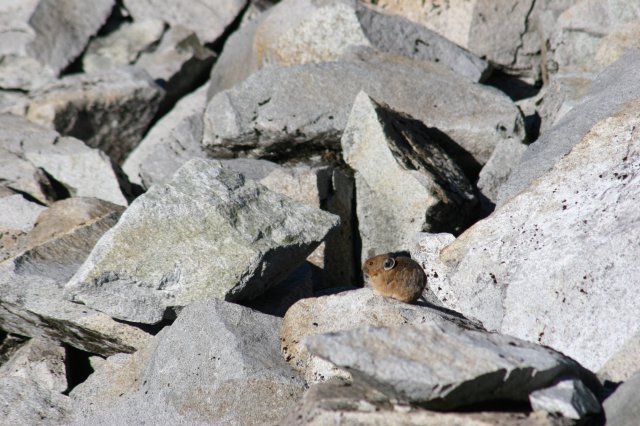 Alin Constantin's Photography - Hiking on Heather Meadows trail, Mt. Baker - Pikas were making funny noises all around
(Click on the picture for the full-size version)