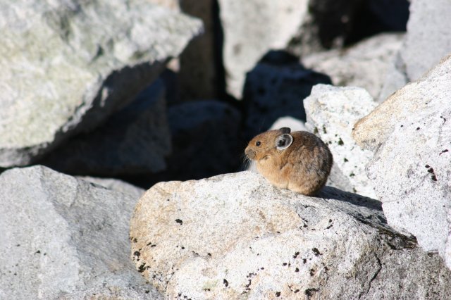 Alin Constantin's Photography - Hiking on Heather Meadows trail, Mt. Baker - Pika warming up in the sun
(Click on the picture for the full-size version)