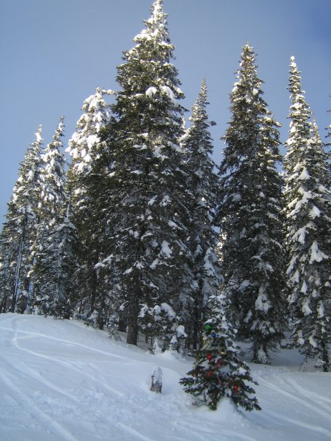 Alin Constantin's Photography - Vacation at Sun Peaks Resort, Canada - A Christmas tree on Exhibition
(Click on the picture for the full-size version)