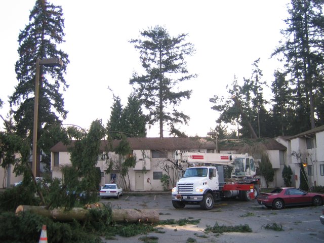 Crews removing a tree fallen on an aparment complex [IMG_0601.jpg]