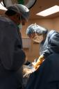 Dr. Katherine Van Kessel doing the first incision [IMG_8942.JPG]