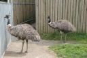 Emus [IMG_2279.JPG]