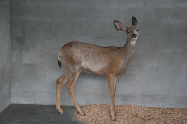 Mule deer [IMG_2290.JPG]