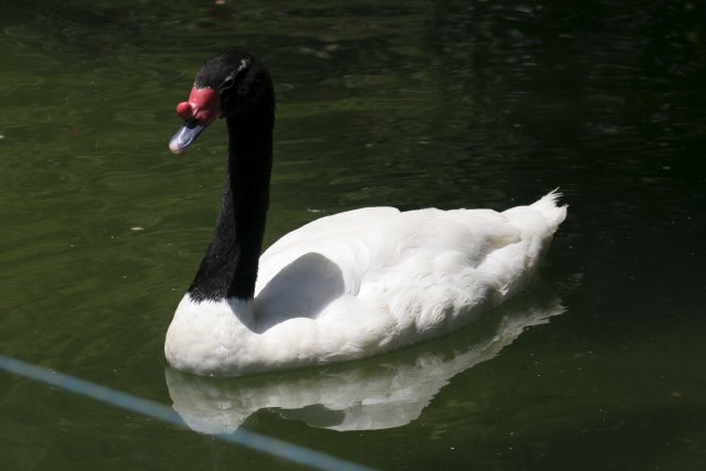 At Los Angeles Zoo
(Click on the picture for the full-size version)