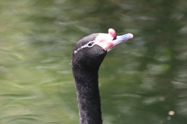 At Los Angeles Zoo
(Click on the picture for the full-size version)