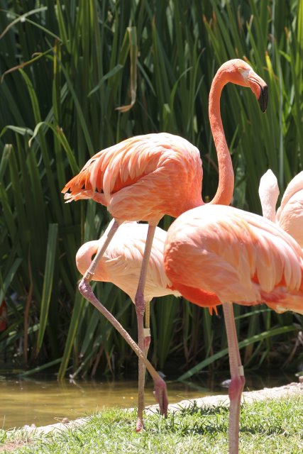 At Los Angeles Zoo
(Click on the picture for the full-size version)