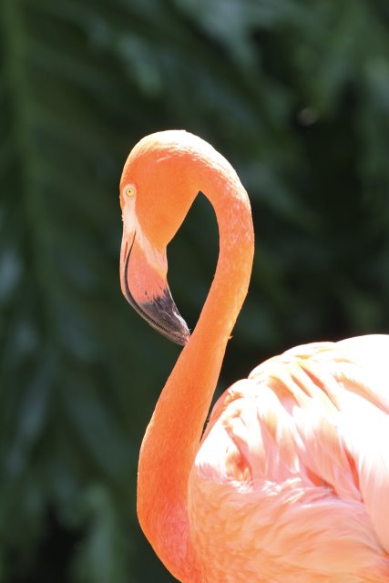 At Los Angeles Zoo
(Click on the picture for the full-size version)