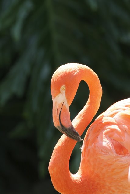 At Los Angeles Zoo
(Click on the picture for the full-size version)