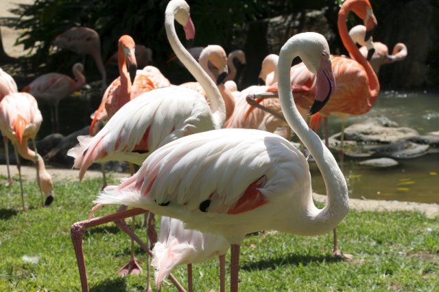 At Los Angeles Zoo
(Click on the picture for the full-size version)