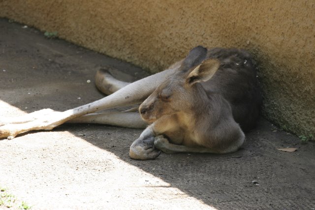 At Los Angeles Zoo
(Click on the picture for the full-size version)