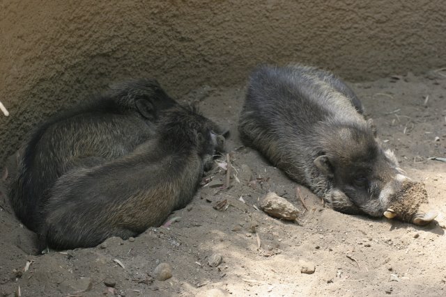At Los Angeles Zoo
(Click on the picture for the full-size version)