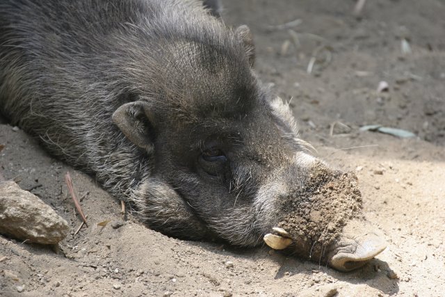 At Los Angeles Zoo
(Click on the picture for the full-size version)
