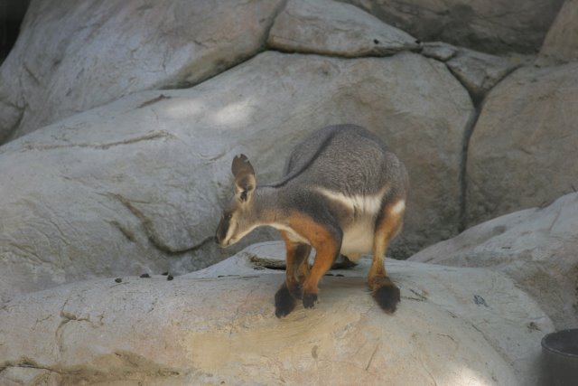 At Los Angeles Zoo
(Click on the picture for the full-size version)