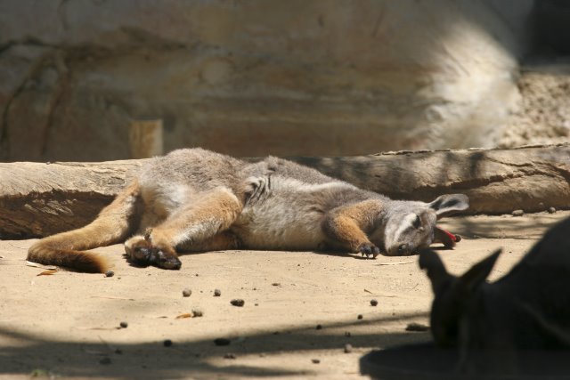 At Los Angeles Zoo
(Click on the picture for the full-size version)
