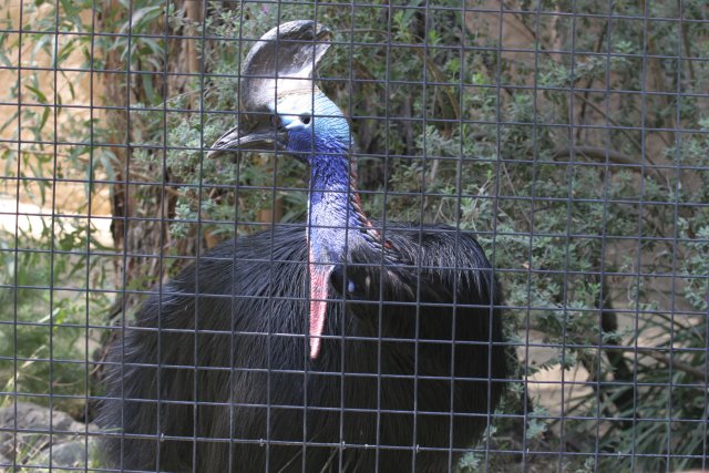 At Los Angeles Zoo
(Click on the picture for the full-size version)