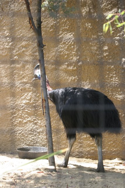 At Los Angeles Zoo
(Click on the picture for the full-size version)