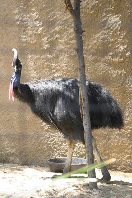 At Los Angeles Zoo
(Click on the picture for the full-size version)