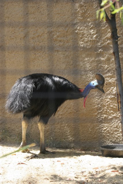 At Los Angeles Zoo
(Click on the picture for the full-size version)