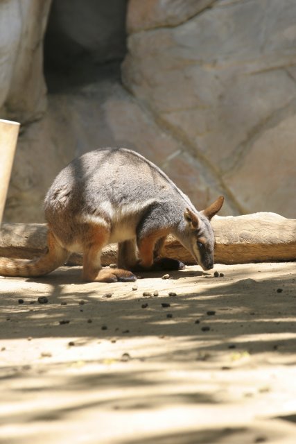 At Los Angeles Zoo
(Click on the picture for the full-size version)