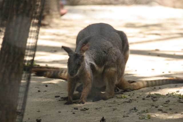 At Los Angeles Zoo
(Click on the picture for the full-size version)