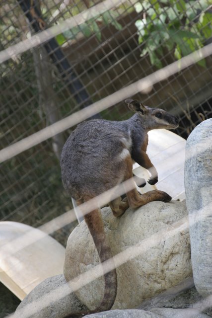 At Los Angeles Zoo
(Click on the picture for the full-size version)