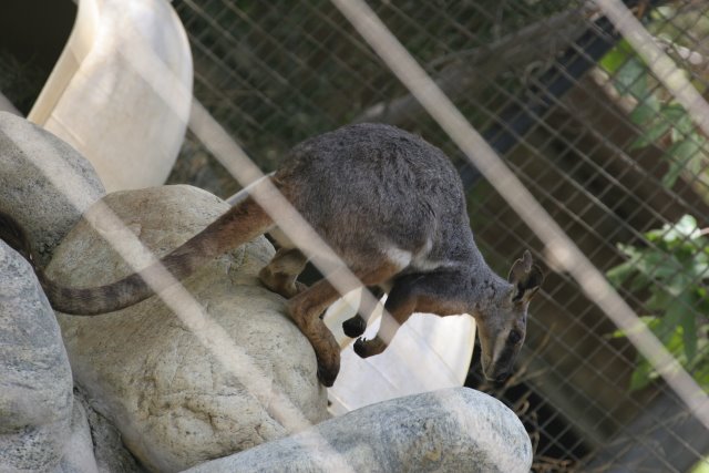 At Los Angeles Zoo
(Click on the picture for the full-size version)