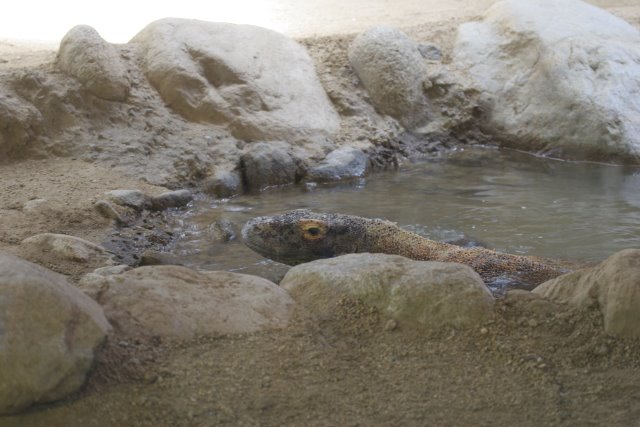 At Los Angeles Zoo
(Click on the picture for the full-size version)