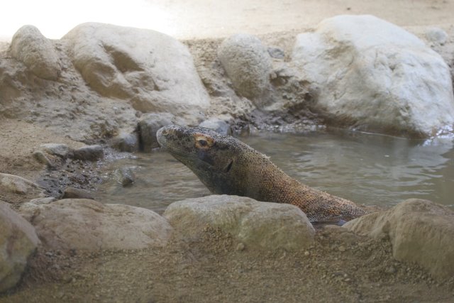 At Los Angeles Zoo
(Click on the picture for the full-size version)