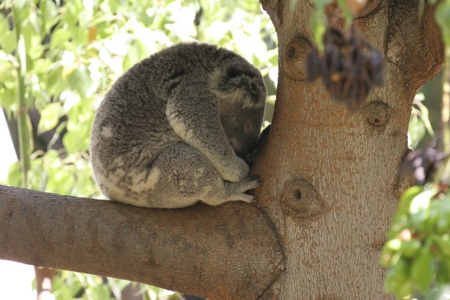 At Los Angeles Zoo
(Click on the picture for the full-size version)