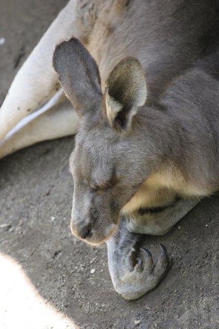 At Los Angeles Zoo
(Click on the picture for the full-size version)