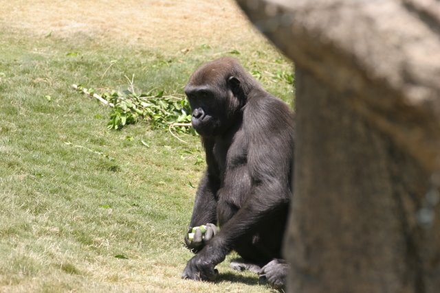 At Los Angeles Zoo
(Click on the picture for the full-size version)