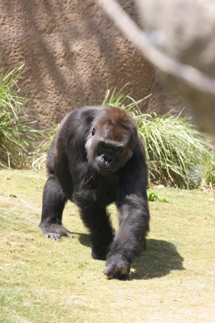At Los Angeles Zoo
(Click on the picture for the full-size version)