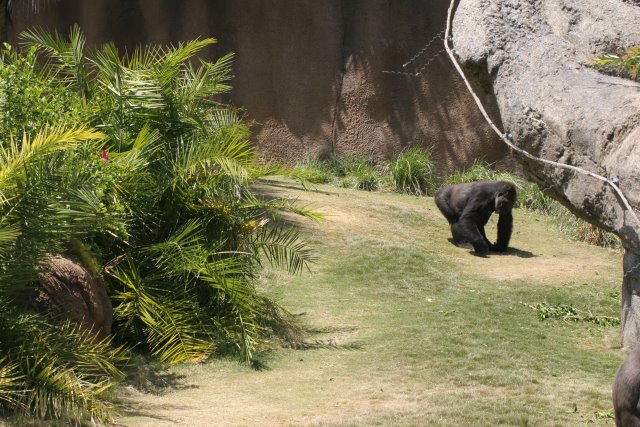 At Los Angeles Zoo
(Click on the picture for the full-size version)