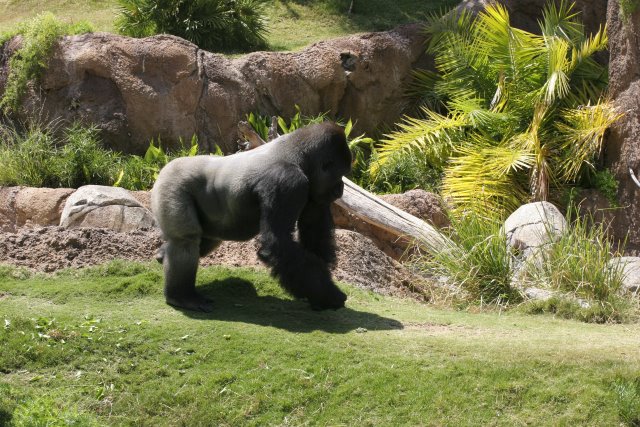 At Los Angeles Zoo
(Click on the picture for the full-size version)