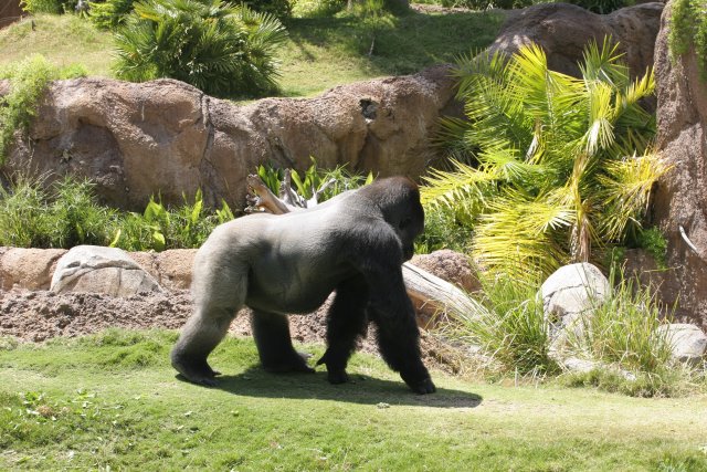 At Los Angeles Zoo
(Click on the picture for the full-size version)