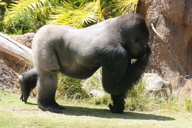 At Los Angeles Zoo
(Click on the picture for the full-size version)