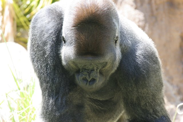 At Los Angeles Zoo
(Click on the picture for the full-size version)