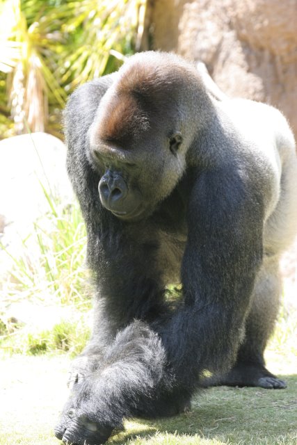 At Los Angeles Zoo
(Click on the picture for the full-size version)