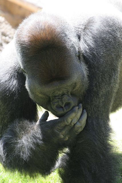 At Los Angeles Zoo
(Click on the picture for the full-size version)