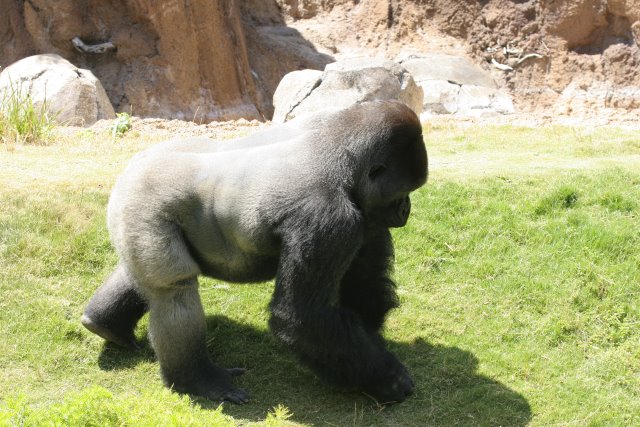 At Los Angeles Zoo
(Click on the picture for the full-size version)