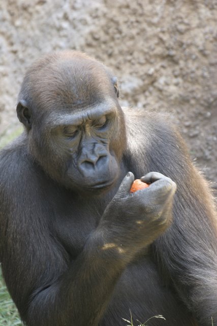 At Los Angeles Zoo
(Click on the picture for the full-size version)