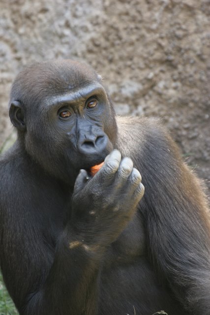 At Los Angeles Zoo
(Click on the picture for the full-size version)