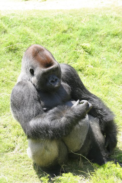 At Los Angeles Zoo
(Click on the picture for the full-size version)