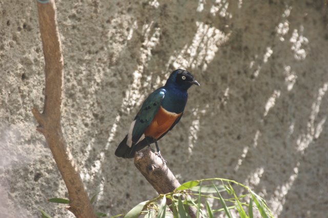 At Los Angeles Zoo
(Click on the picture for the full-size version)
