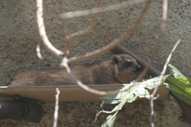 At Los Angeles Zoo
(Click on the picture for the full-size version)
