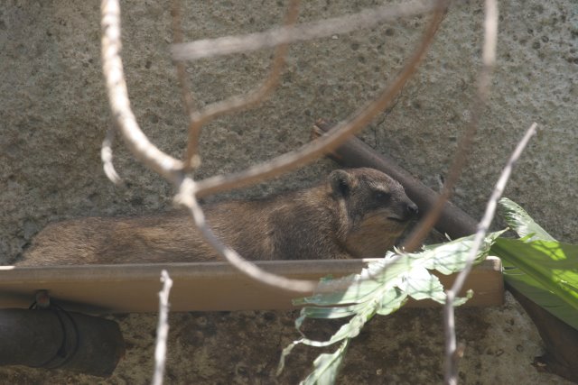 At Los Angeles Zoo
(Click on the picture for the full-size version)