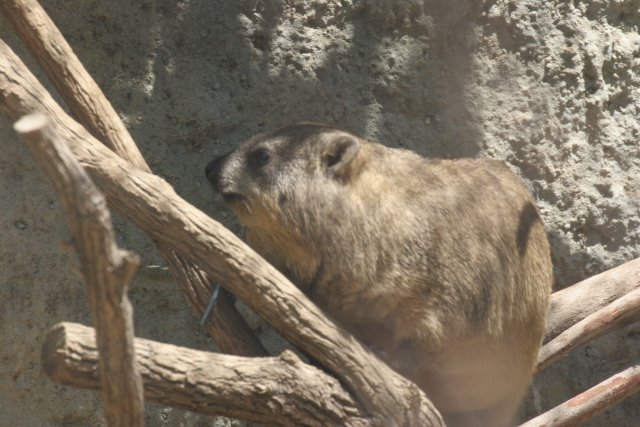 At Los Angeles Zoo
(Click on the picture for the full-size version)