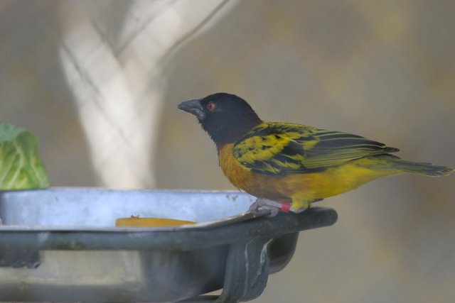 At Los Angeles Zoo
(Click on the picture for the full-size version)