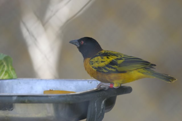 At Los Angeles Zoo
(Click on the picture for the full-size version)