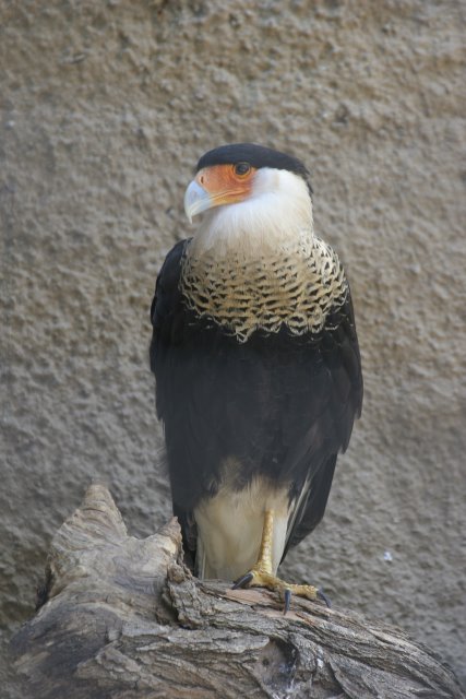 At Los Angeles Zoo
(Click on the picture for the full-size version)